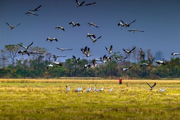 配资网上炒股配资平台 鄱阳湖进入观鸟季，邀你感受万鸟齐飞的壮阔